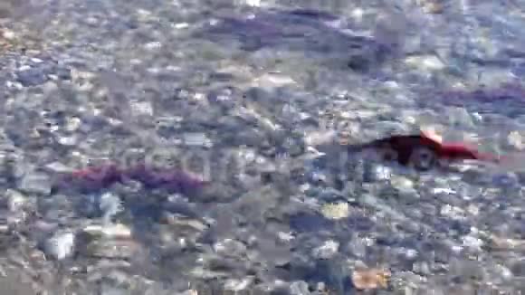 鲑鱼亚当斯河公元前4K视频的预览图