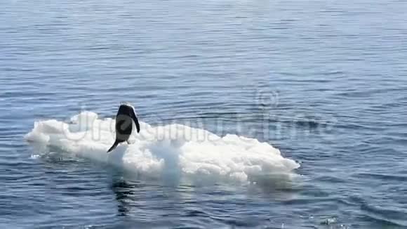 古图企鹅在冰上玩耍视频的预览图
