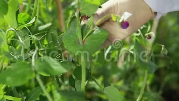 一个女实验室助理清点豌豆花视频的预览图