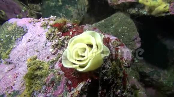 在巴伦支海海底以玫瑰形式出现的鱼子酱视频的预览图