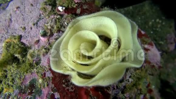 在巴伦支海海底以玫瑰形式出现的鱼子酱视频的预览图
