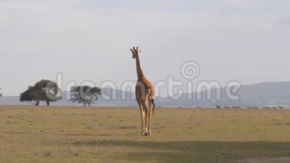 孤独的长颈鹿穿越田野与炽热的地球非洲草原4K视频的预览图