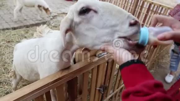 用牛奶喂可爱的羊视频的预览图
