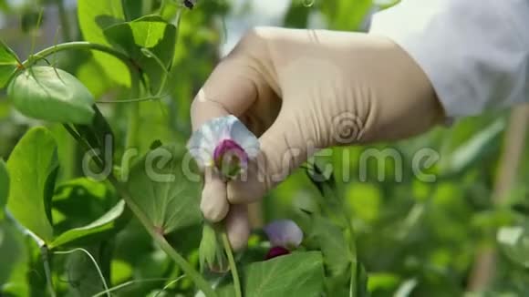 一个女实验室助理清点豌豆花视频的预览图