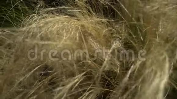 热带高草在风中摇曳特写镜头视频的预览图