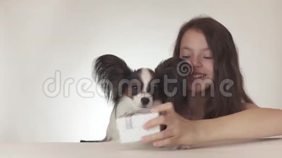 美丽的少女送给狗大陆玩具SpanielPapillon在白色背景的股票片段上的美味礼物视频的预览图