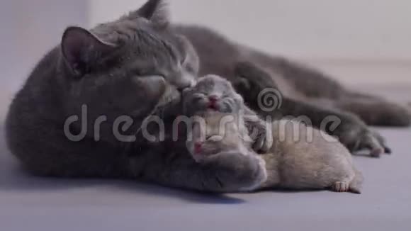 新生的小猫和他们的妈妈生命的第一天视频的预览图