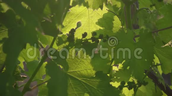 慢动作不成熟的葡萄串在叶子之间视频的预览图