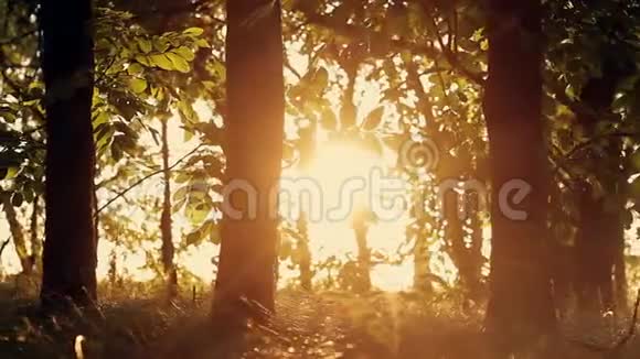 秋天日落时的森林树木树木剪影日落火炬自然背景视频的预览图