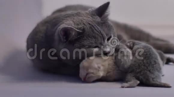 新生的小猫和他们的妈妈生命的第一天视频的预览图