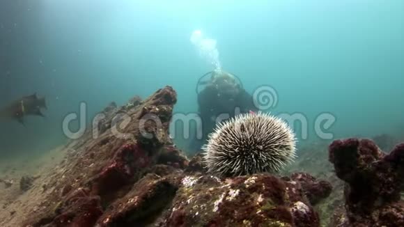 加拉帕戈斯天然海洋水族馆海底的海胆和潜水员视频的预览图