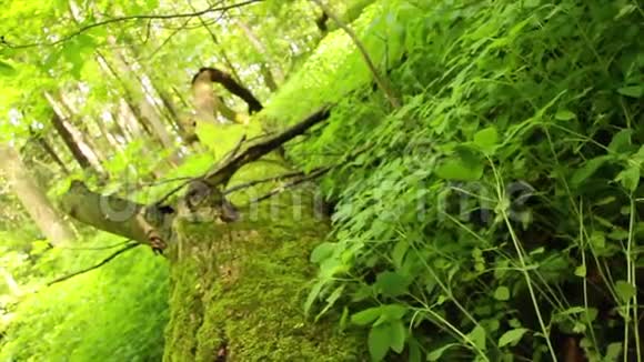 覆盖森林和树木的苔藓视频的预览图