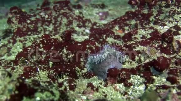 加拉帕戈斯的海葵蓝色视频的预览图