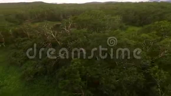 直升机飞树桦树视频的预览图