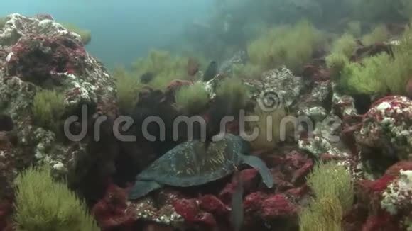 海龟在加拉帕戈斯水下清洁清水的特写宏观视频视频的预览图