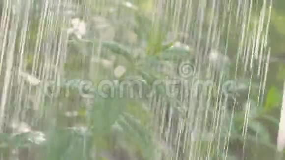 夏季大雨雨滴装饰布什雨喷视频的预览图