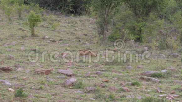 两只狮子熊互相玩耍相互争斗非洲大草原4K视频的预览图