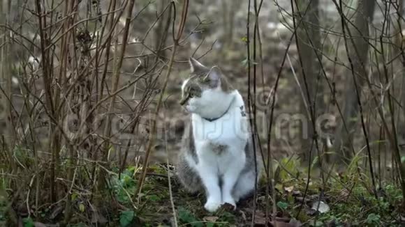 很漂亮的猫猫坐在院子里仔细地环顾四周视频的预览图