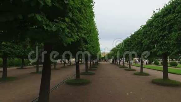公园里的树木视频的预览图