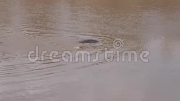 两个河马潜水游泳在泥泞的马拉河非洲保护区4K视频的预览图