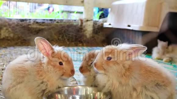 三只可爱的毛茸茸的兔子在县集市上用银碗吃东西视频的预览图