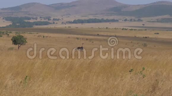 鸵鸟栖息在非洲草原的高草中然后跑到一边视频的预览图