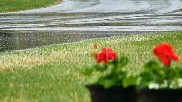 外面的红天竺葵花在春雨里视频的预览图