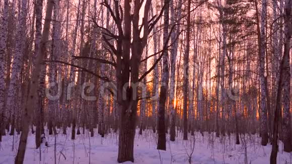 冬季傍晚日落时白桦林树木间的金色阳光视频的预览图