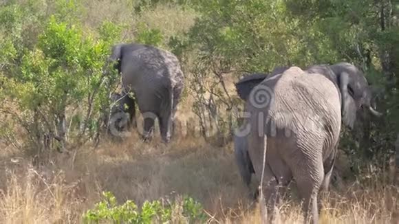 大象在非洲大草原的丛林中藏身视频的预览图