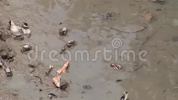 海蟹海蟹海蟹视频的预览图