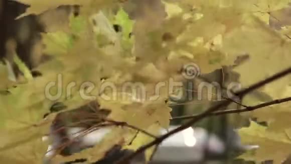 阳光穿过秋天的树叶视频的预览图