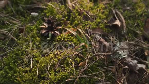 日落森林中的绿色苔藓温暖的光线和阳光透过树木闪耀波罗的海森林慢速相机移动4K视频的预览图