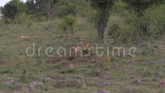 狮子幼崽躺在休息看远处非洲草原4K视频的预览图