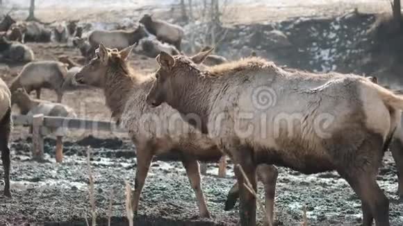 一个马赛农场一群长着大角的西伯利亚鹿走在围栏里视频的预览图