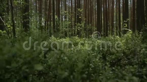 摄像机从草地上升起俯瞰森林4K视频的预览图