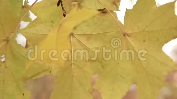 阳光穿过秋天的树叶视频的预览图