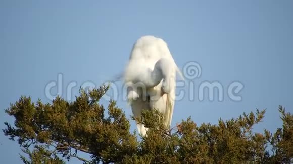 大白鹭在树上视频的预览图