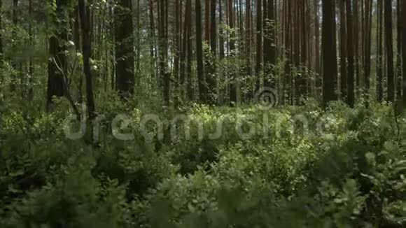 摄像机从草地上升起俯瞰森林4K视频的预览图