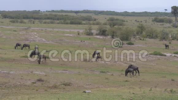王尔德贝斯特牧场在非洲草原的一片土地上4K慢动作视频的预览图