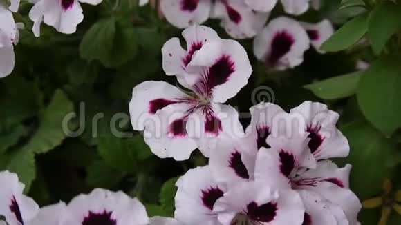 花坛上有粉红色的天竺葵和矮牵牛花高清视频静态摄像机视频的预览图