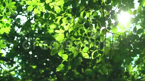 森林树木和绿叶在阳光下发光视频的预览图