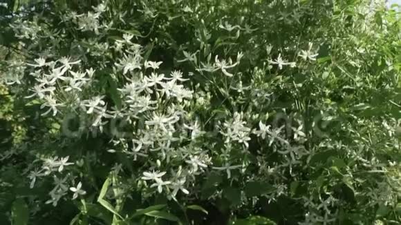 白色铁线莲在花园里绽放股票录像视频的预览图