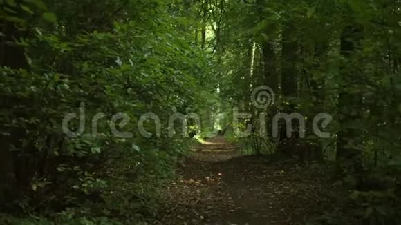 走在公园里一条绿色的森林小巷上4K波夫慢动作视频的预览图