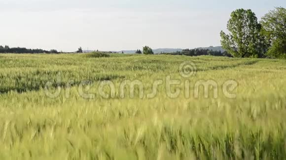 春天的一天田野上有一大堆小麦农村青稞田的近景在风中摇曳的黑麦穗视频的预览图
