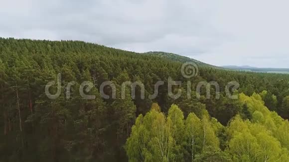 山的美丽鸟瞰和山上美丽的松树视频的预览图