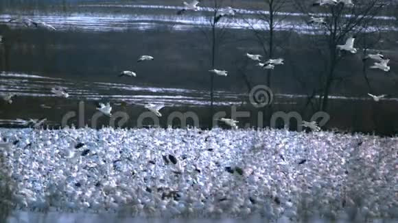 雪雁飞过群群视频的预览图