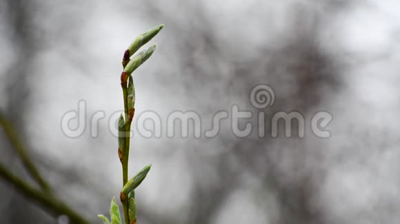 春天的雨滴下绿芽满树视频的预览图