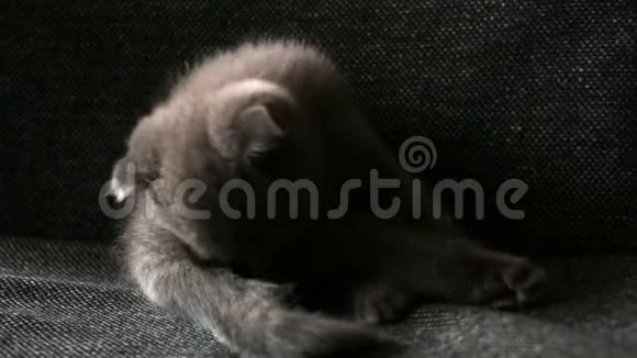 小猫可爱的洗视频的预览图