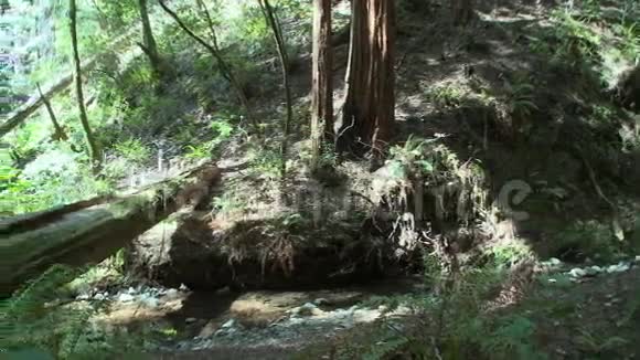 落叶红杉2的2视频的预览图