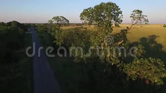 两棵300年前的贾森树在村庄前面的路旁视频的预览图